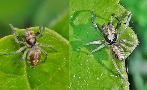 Réf. 329 599 : Phintella castriesiana
